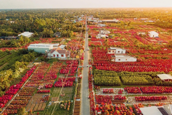 Con đường hoa giấy giữa lòng làng hoa Cái Mơn
