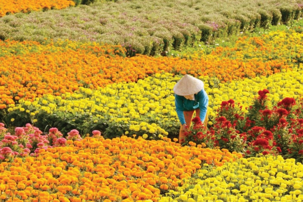 Hoa Vạn Thọ – Sắc hoa gửi gắm ước nguyện bình an