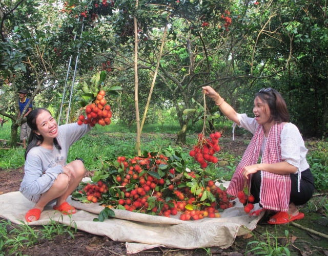 Tham quan vườn trái cây