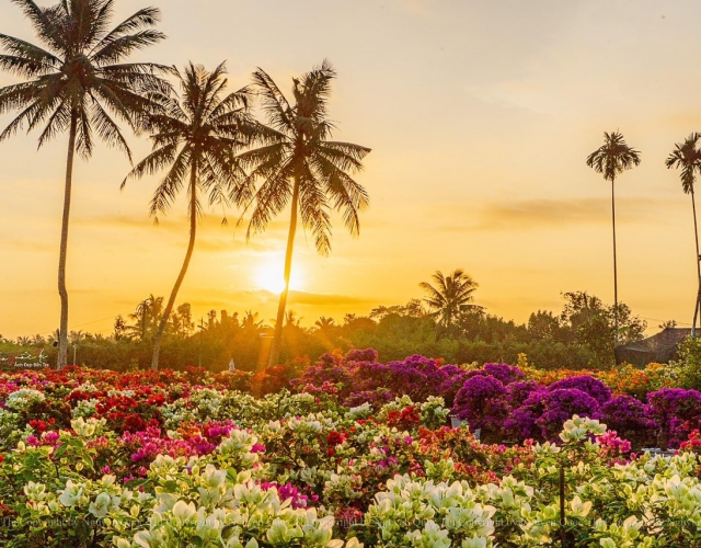 Tour Làng Hoa Tết Cái Mơn