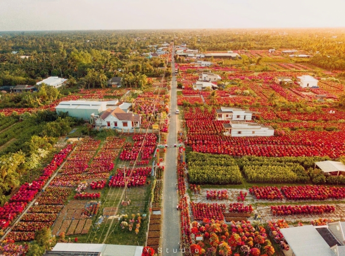 Con đường hoa giấy giữa lòng làng hoa Cái Mơn