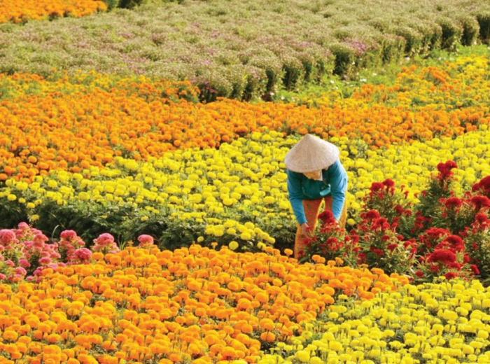 Hoa Vạn Thọ – Sắc hoa gửi gắm ước nguyện bình an