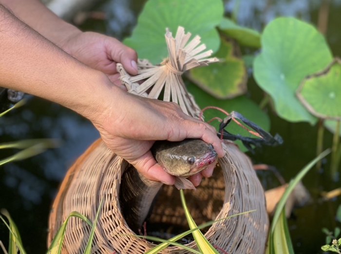 Trải Nghiệm Bắt Cá