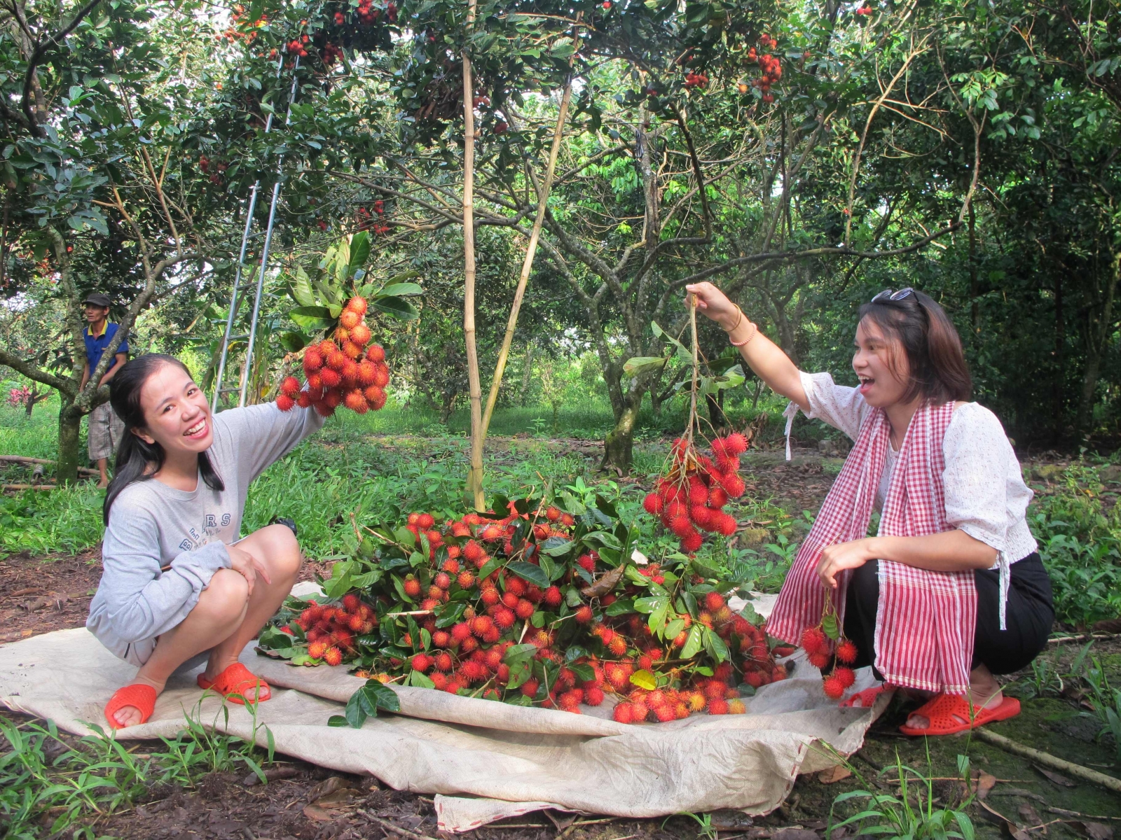 Tham quan vườn trái cây