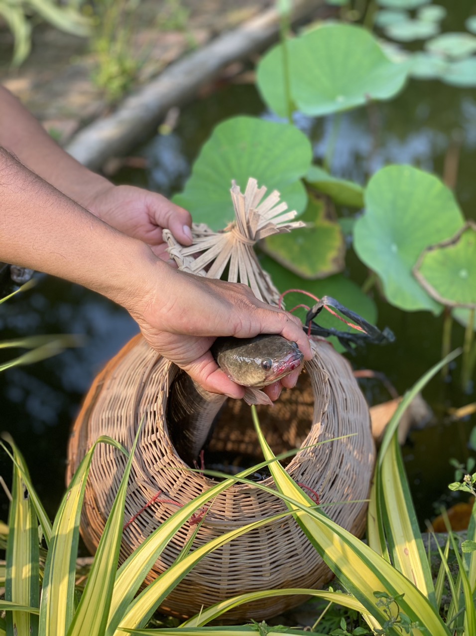 Trải Nghiệm Bắt Cá